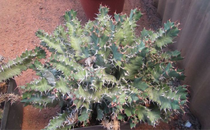 Euphorbia Umfoloziensis Plantzafrica